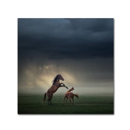 Huseyin Taskin 'Horses Fight' Canvas Art,24x24